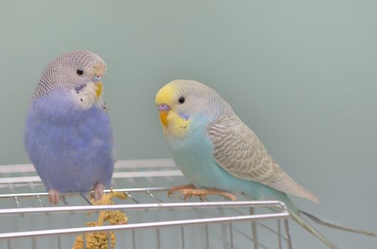 Details of Budgerigar parrot in his cage