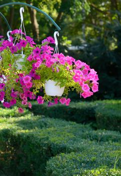 Petunia flowers in pots hanging in park