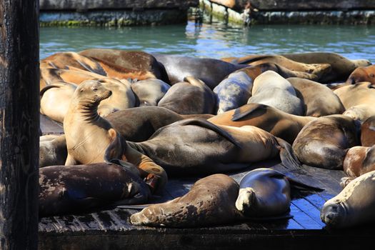 This is PIER 39 and the sea lions in San Francisco.