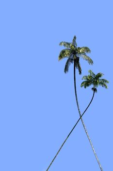 Two coconut tree on a background of blue sky