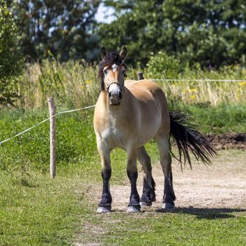 Horses in Suwalki Landscape Park, Poland.