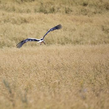 A Stork in flight in Suwalki Landscape Park, Poland. 