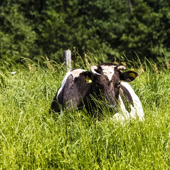 Cow on a pasture, on a green grass 