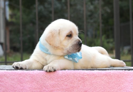little yellow labrador puppy sitting on pink background