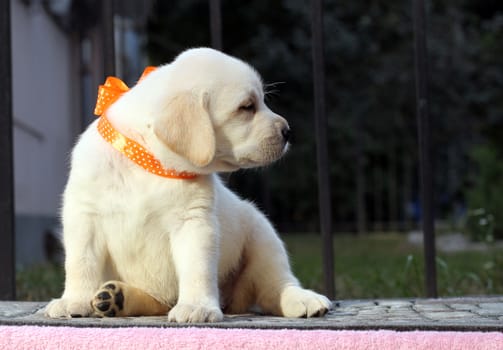 a little cute yellow labrador puppy sitting on pink background