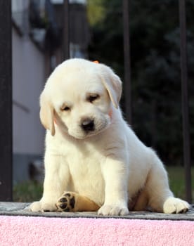 the little cute yellow labrador puppy sitting on pink background