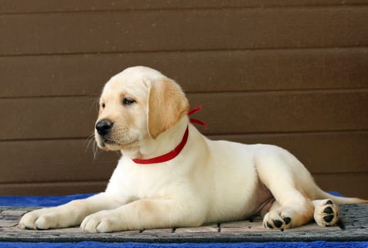 the little yellow labrador puppy sitting on brown background