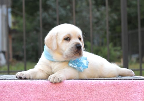 a little yellow labrador puppy sitting on pink background