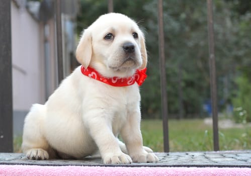 the little yellow labrador puppy sitting on pink background