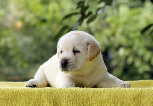 a little yellow labrador puppy sitting on yellow background