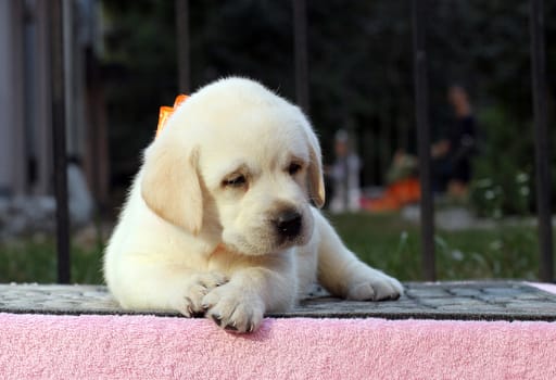 little cute yellow labrador puppy sitting on pink background