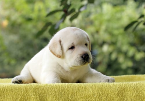 the little yellow labrador puppy sitting on yellow background