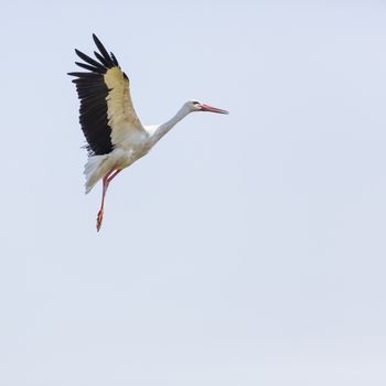 A Stork in flight in Suwalki Landscape Park, Poland.

