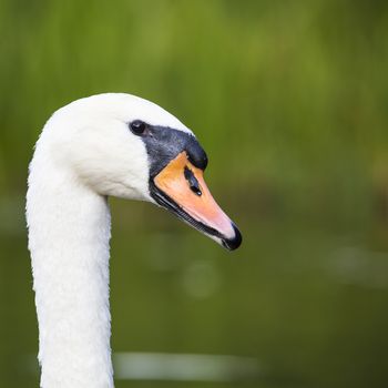 Close-up of swan head looking