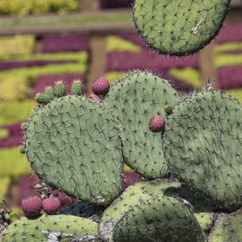 Famous Tropical Botanical Gardens in Funchal town, Madeira island, Portugal

