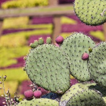 Famous Tropical Botanical Gardens in Funchal town, Madeira island, Portugal