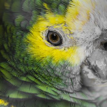 Green bird plumage, Harlequin Macaw feathers, nature texture background