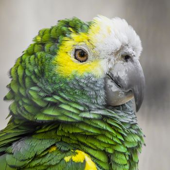 Green bird plumage, Harlequin Macaw feathers, nature texture background