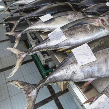 Fish market in Funchal, Madeira

