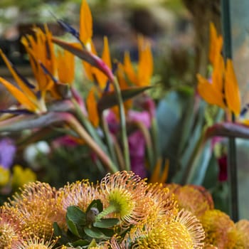 Flowers in the market in Funchal, Madeira.

