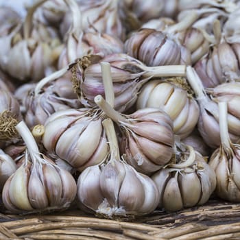 fresh garlics in a market

