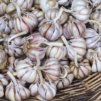 fresh garlics in a market

