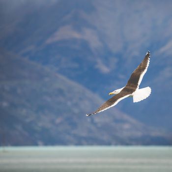 Sea Gull in New Zealand coast. 