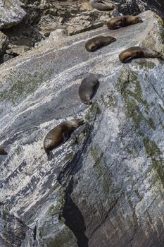 Fur seals (Arctocephalus forsteri) colony in Milford Sound, Fiordland National Park. Southland - New Zealand

