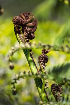 Unravelling fern frond closeup, one of New Zealand symbols