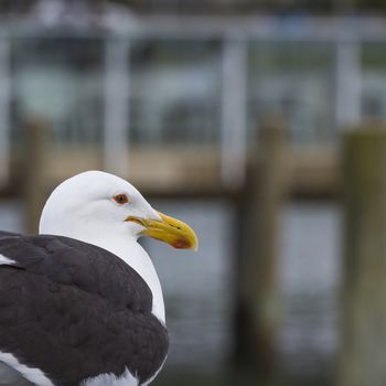 Seabird at Russell city. New Zealand.