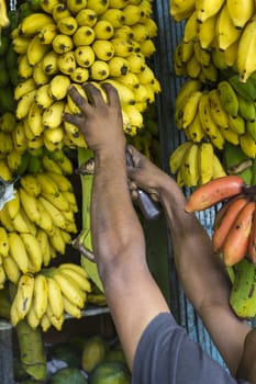 Man taking bananas at a market, Kandy, Sri Lanka