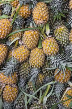 Fresh pineapple in local market  in Kandy, Sri Lanka. Background.