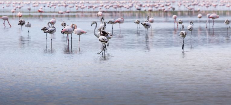 African flamingos in the lake over beautiful sunset, flock of exotic birds at natural habitat, Africa landscape, Kenya nature,