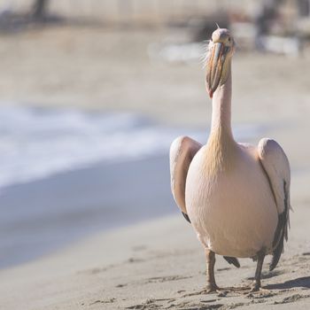 Pelican close up portrait on the beach in Cyprus.