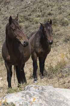 Horses in Kyrgyzstan mountain landscape at landscape of Ala-Archa gorge.