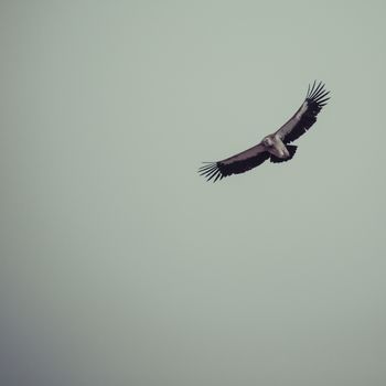 Griffon vulture in flight.