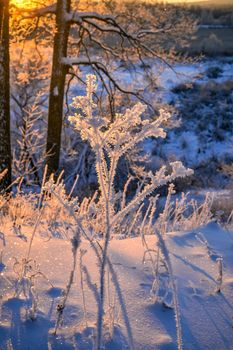 Sunset John Tkhe Woody betveen Tkhe trees Ying Winter period.