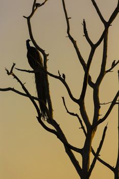 Big tree with sitting peacock silhouette sunrise red sky background at Udawalawe National Park, Sir Lanka.