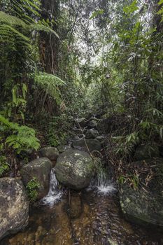 Path in the jungle. Sinharaja rainforest in Sri Lanka.

