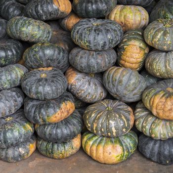 Green pumpkin vegetable of agriculture harvesting

