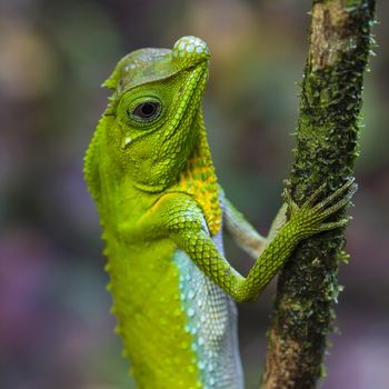 Green chameleon at tree branch in Singharaja Forest in Sri Lanka
