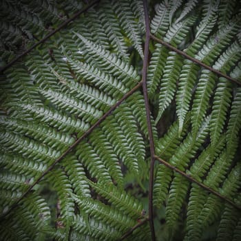 Close up of fern leaves. Nature texture background. Macro green foliage wallpaper

