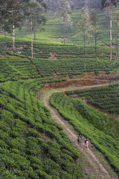 Landscape with green fields of tea in Sri Lanka

