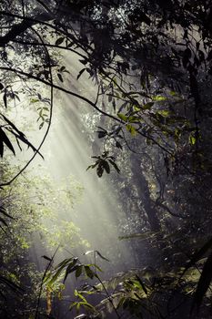 Sunlight rays pour through leaves in a rainforest at Sinharaja Forest Reserve, Sri Lanka.

