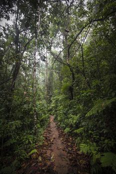 Path in the jungle. Sinharaja rainforest in Sri Lanka.

