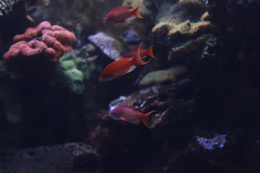 Brightly colored fish swimming past coral in an aquarium