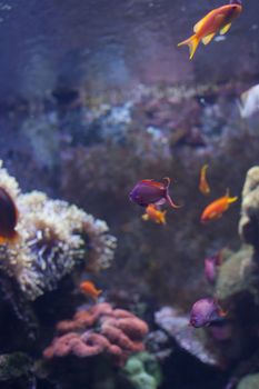 Brightly colored fish swimming past coral in an aquarium