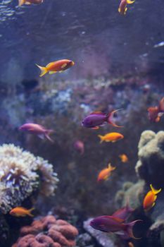 Brightly colored fish swimming past coral in an aquarium