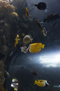 Brightly colored fish swimming past coral in an aquarium