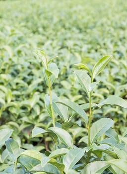 Close up Green tea plantation,Tea field at Chiangrai, Thailand